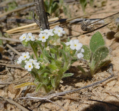 Cryptantha crassisepala