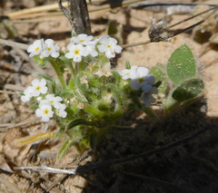 Cryptantha crassisepala