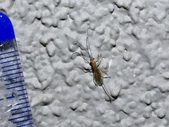 Macrocentrinae