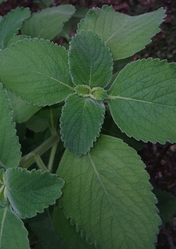 Woolly Plectranthus