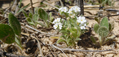 Cryptantha crassisepala