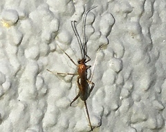 Macrocentrinae