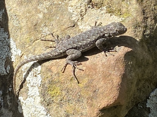 iNaturalist observation photo of Western Fence Lizard
