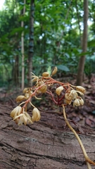 Erythrorchis altissima