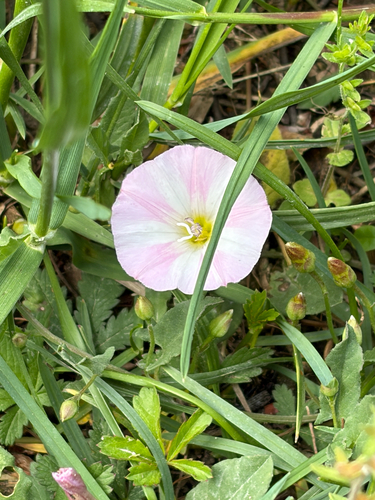 field bindweed