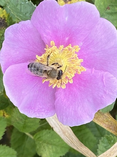 iNaturalist observation photo of California Wild Rose