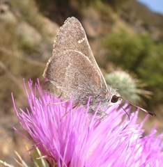 Atrytonopsis pittacus