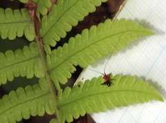 Conocephalus melaenus