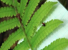 Conocephalus melaenus