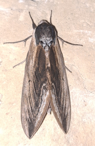 Privet Hawkmoth