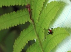 Conocephalus melaenus