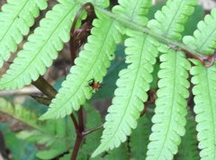 Conocephalus melaenus