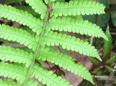 Conocephalus melaenus