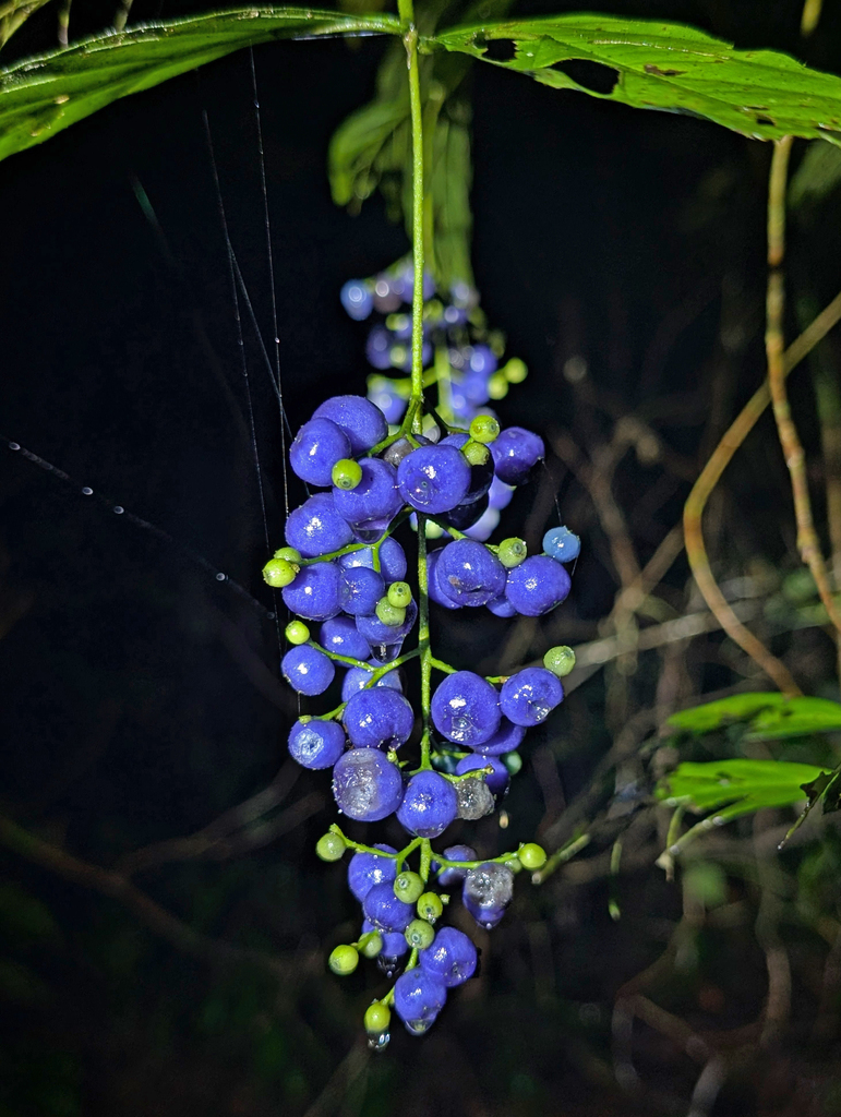 Bertiera guianensis