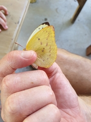 Catopsilia gorgophone