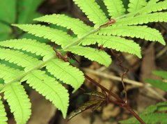 Conocephalus melaenus