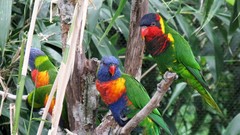 Ornate Lorikeet photo 2