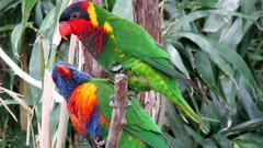 Ornate Lorikeet photo 3