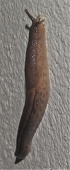 Urocyclus kirkii