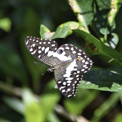 Papilio demoleus