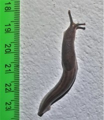 Urocyclus kirkii