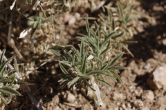Aptosimum spinescens
