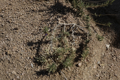 Aptosimum spinescens, photograph 2