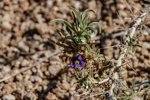 Aptosimum spinescens, photograph 3