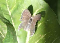 Leptomyrina gorgias sobrina