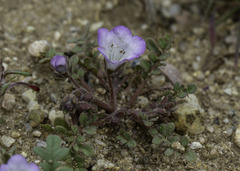 Phacelia douglasii