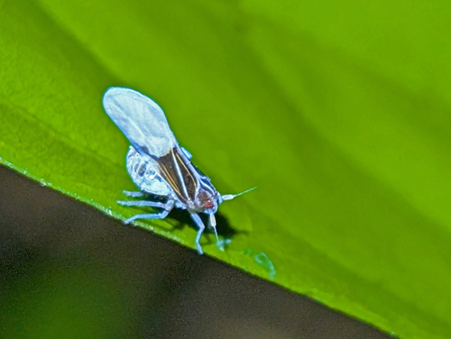 Bennarella bicoloripennis, 2026-06-05