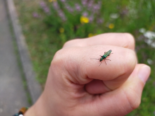 Thick-legged Flower Beetle