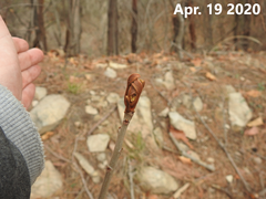 Toxicodendron trichocarpum