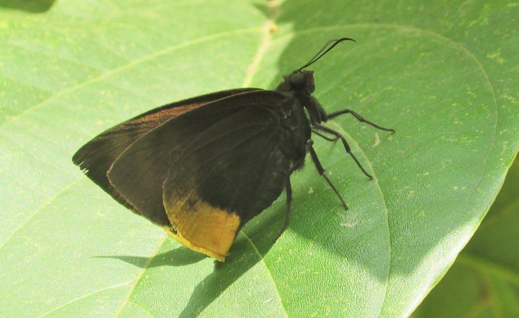 Aethilla lavochrea