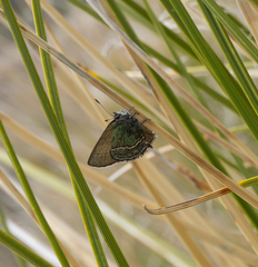 Callophrys mcfarlandi