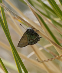 Callophrys mcfarlandi