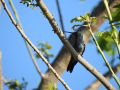 Chrysuronia coeruleogularis