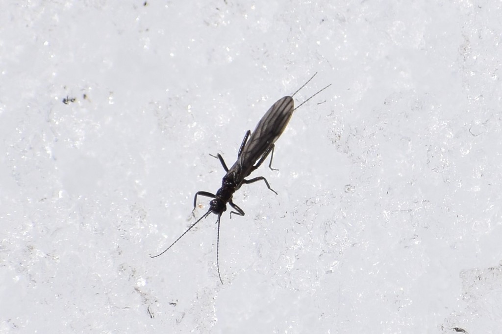 Colorado Snowfly