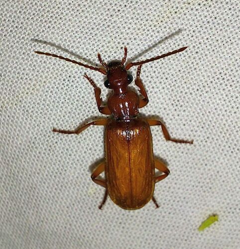 Helluomorphoides