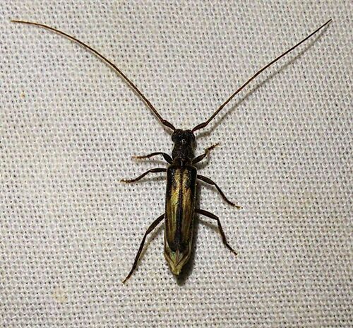 Methia mormona