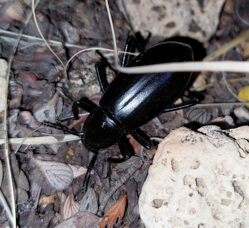 Eleodes longicollis