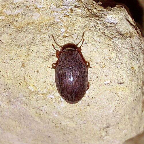 Hyporhagus