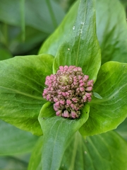 Centranthus ruber