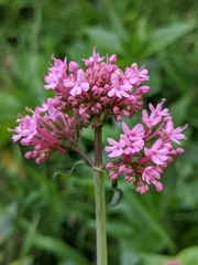 Centranthus ruber