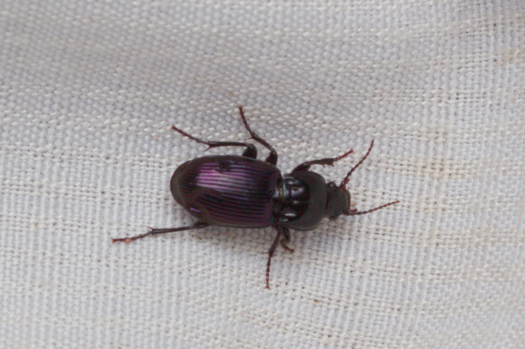 Myas cyanescens