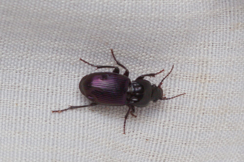 Myas cyanescens