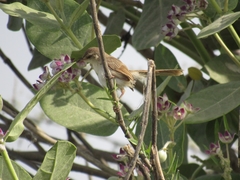 Prinia lepida