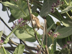Prinia lepida