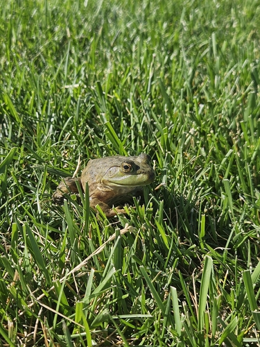 American Bullfrog