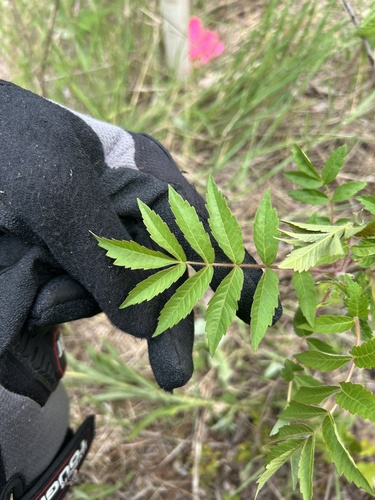 staghorn sumac